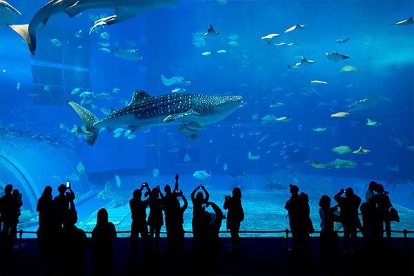 Guests taking photos of the sea creatures at an aquarium.