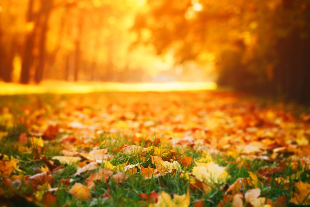 Fall leaves on the ground.