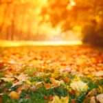 Fall leaves on the ground.