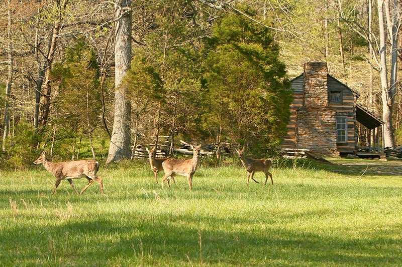Deer wandering behind a cabin in Cades Cove in the Smoky Mountains.