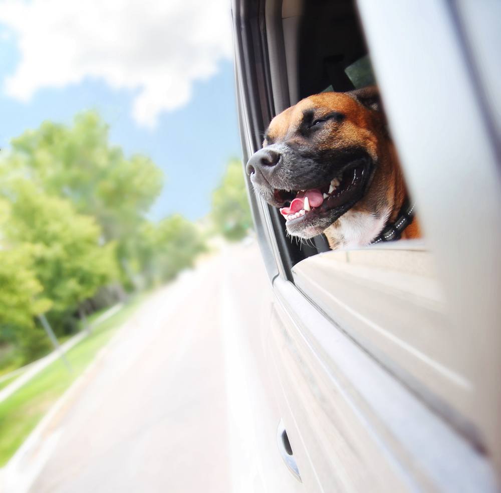 Dog riding in car for vacation.