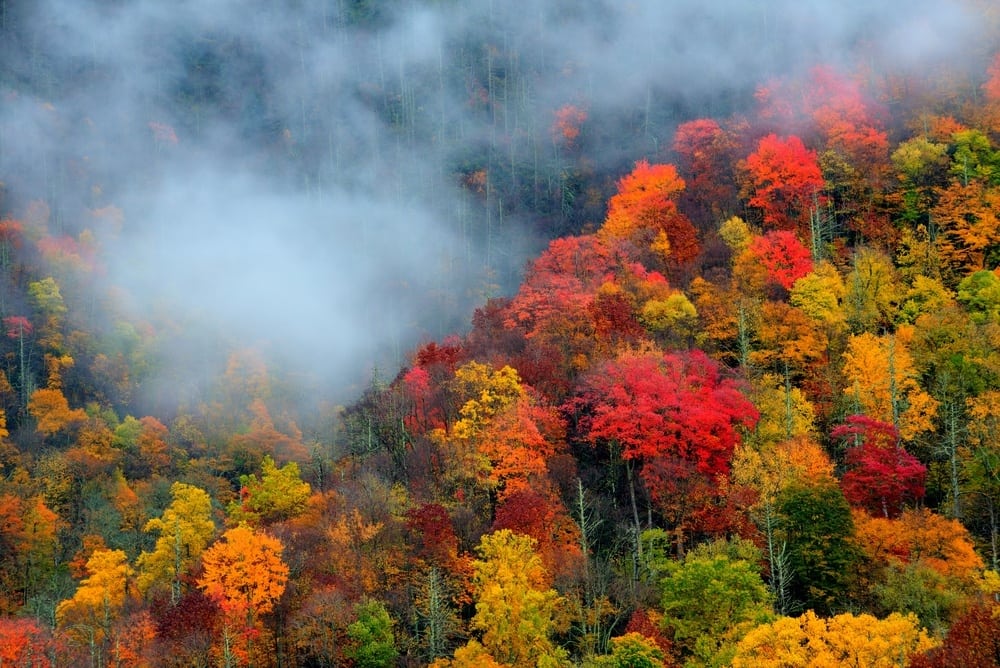 The shop smoky mountains