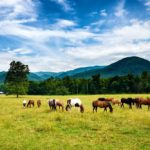 Scenic view of horses in Cades Cove.