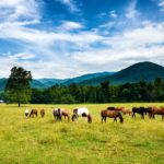 Scenic view of horses in Cades Cove.