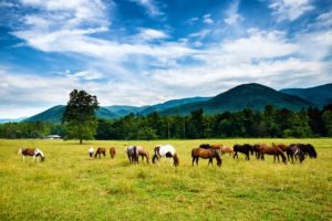Scenic view of horses in Cades Cove.
