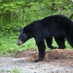 A black bear walking through the woods.