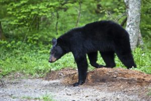 A black bear walking through the woods.