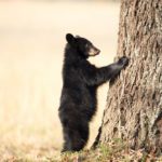 Black bear cub with paws on trees.