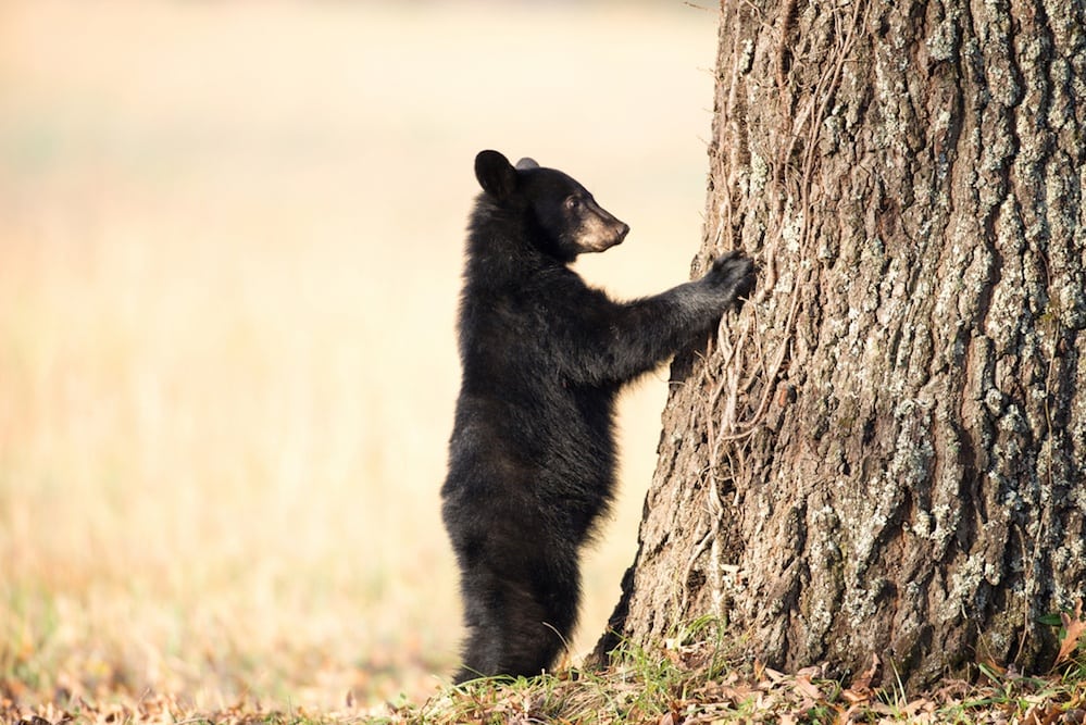 Black bear cub with paws on trees.