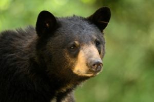Closeup of a black bear.