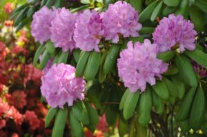 Beautiful pink wildflowers in Gatlinburg.