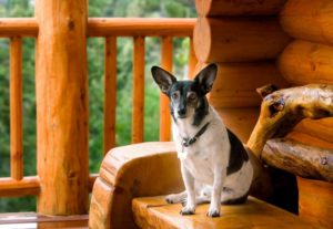 A dog on the porch of a cabin rental.