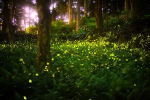 Fireflies in Great Smoky Mountains National Park