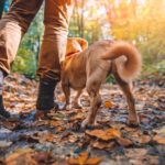 Man hiking with dog in the fall