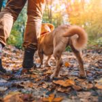 Man hiking with dog in the fall