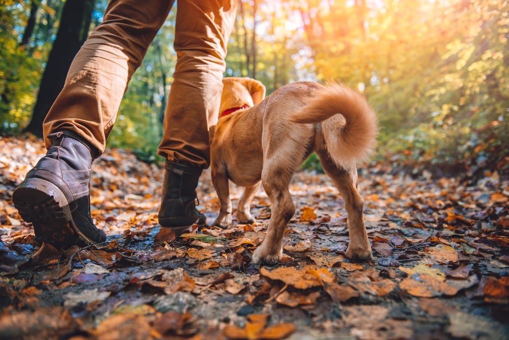 Man hiking with dog in the fall