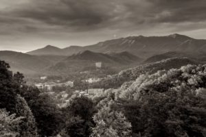 The Best Places to See Bears in Gatlinburg