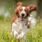smiling dog running through field