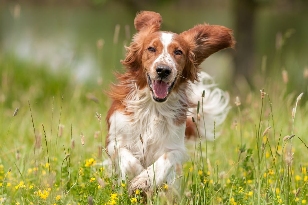 smiling dog running through field