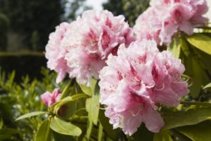 Light Pink Rhododendron flowers