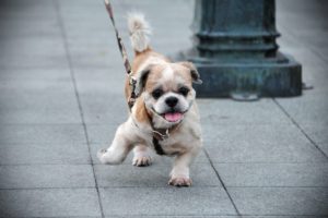 happy dog on a leash