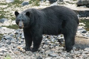 bear standing on rocks 