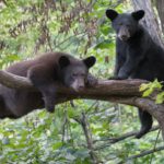 two bear cubs sitting in a tree