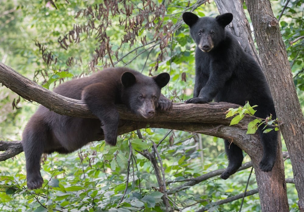 two bear cubs sitting in a tree