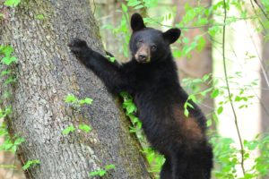 black bear cub in cades cove