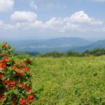 gregory bald in the smoky mountains