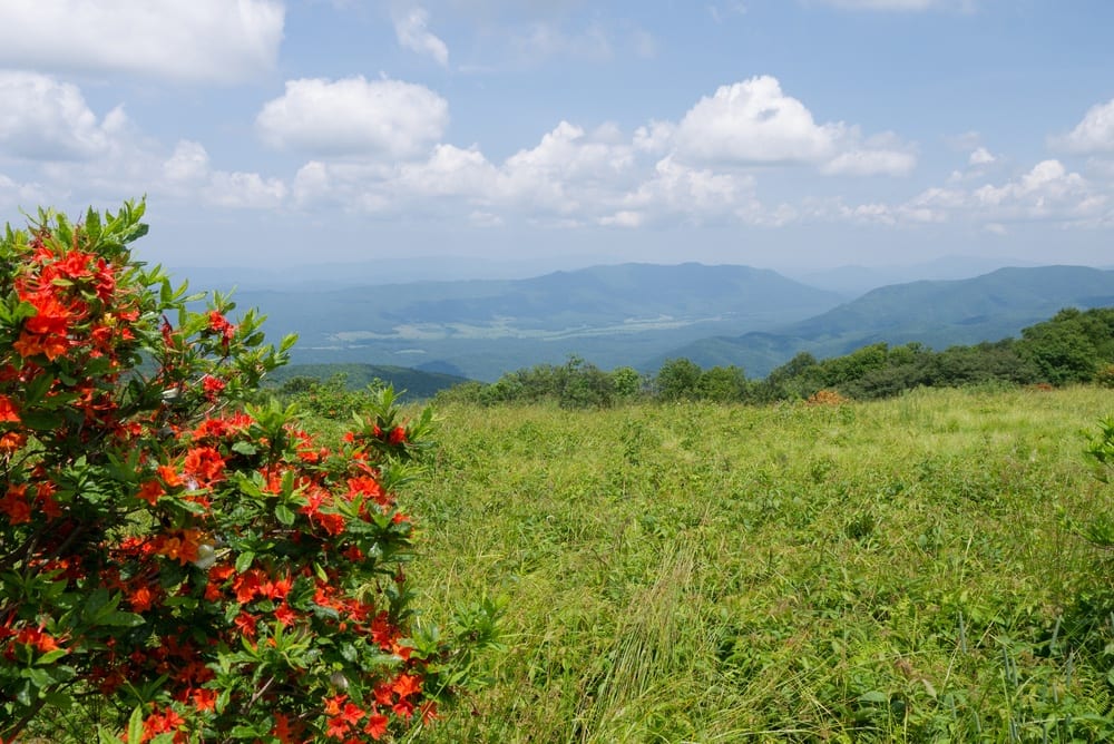 gregory bald in the smoky mountains