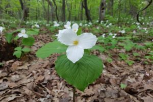 white trillium in the smoky mountains