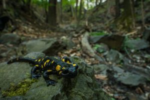salamanders in the smoky mountains