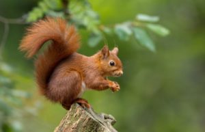 red squirrel