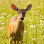 white tailed deer