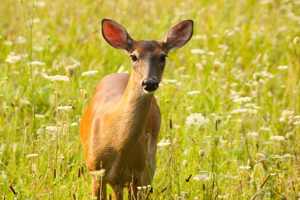 white tailed deer