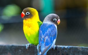 colorful parakeets